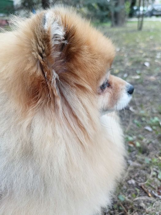 Вигул собак, догляд за тваринами.