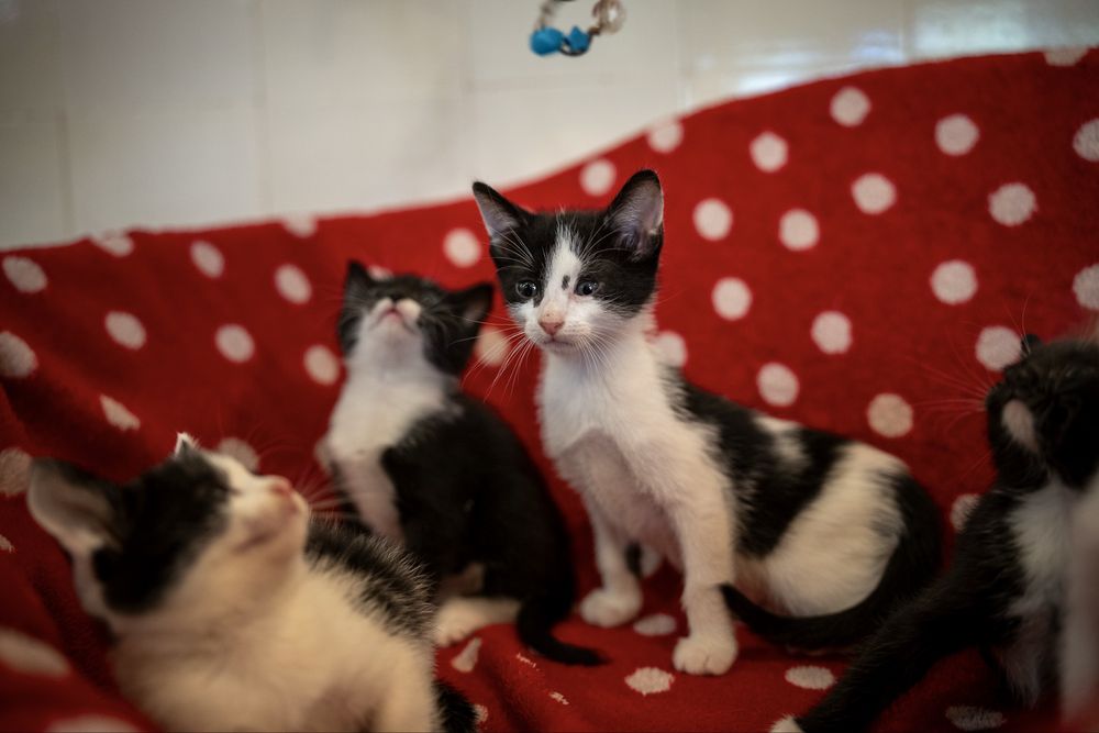 Cinco gatinhos procuram famílias