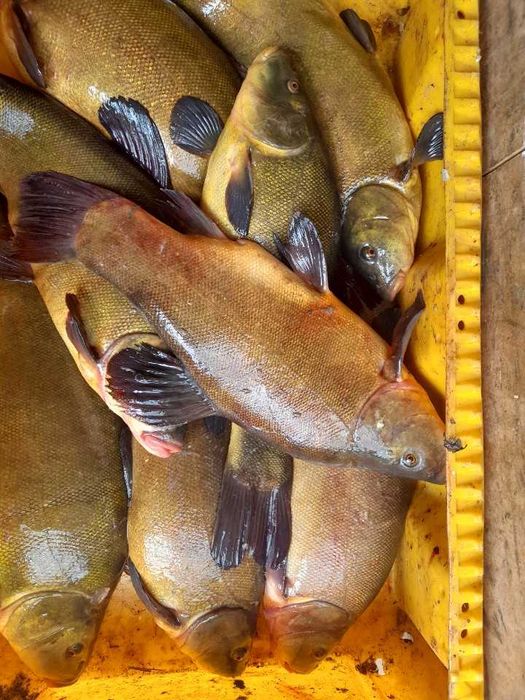 Ryby żywe: karaś, leszcz, szczupak,okoń, płoć,lin i inne