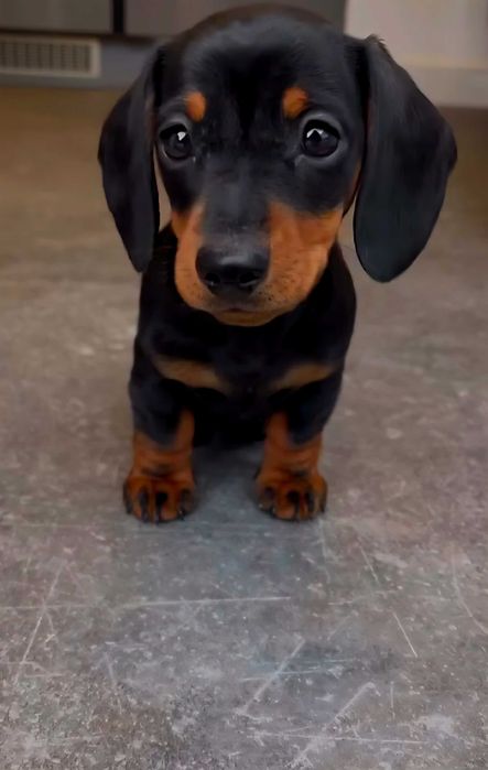 Teckel Miniatura FÊMEA