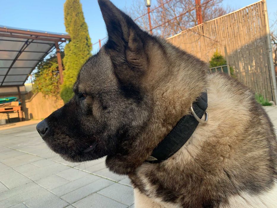 Акіта Американська 8 років. Кобель. В'язка. Вінниця.