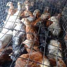 Підрощі курчата  м"ясояєчної породи