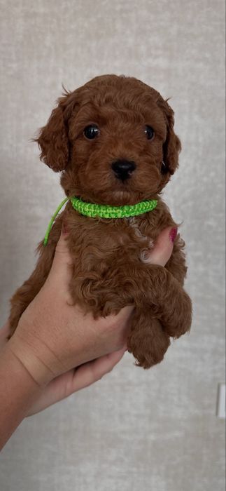 Малюки Той-пудель шукають свою родину.