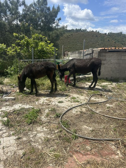Vendo burro e sua cria