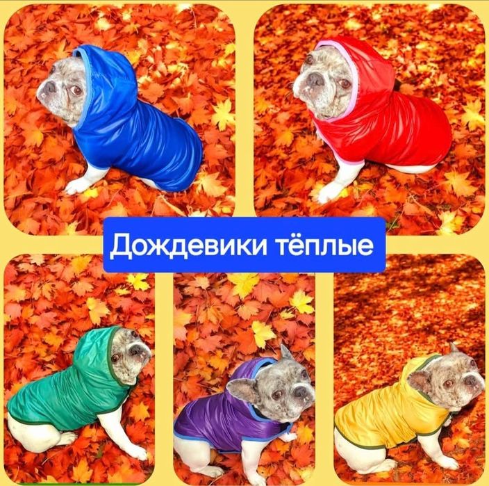 Одежда для собак