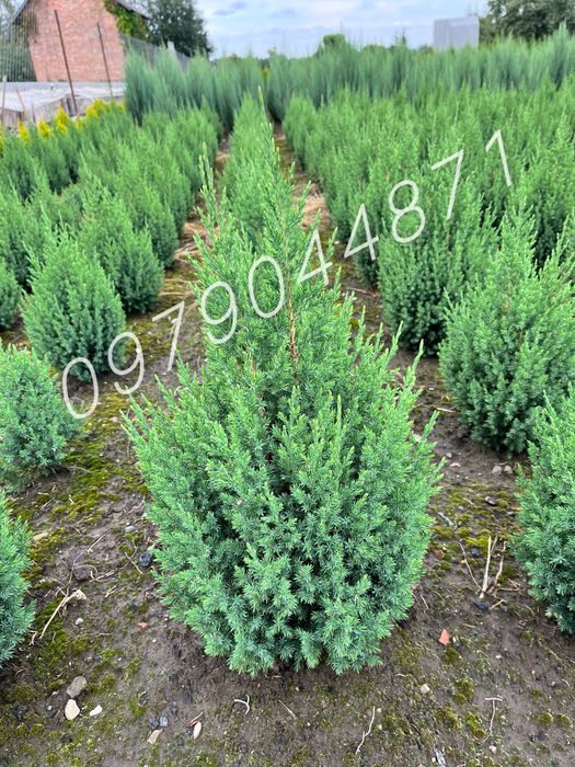 туя Смарагд  : 1.7-1.8м : ялівець,ялини,