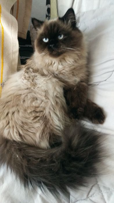 Вязка котик Невська маскарадна