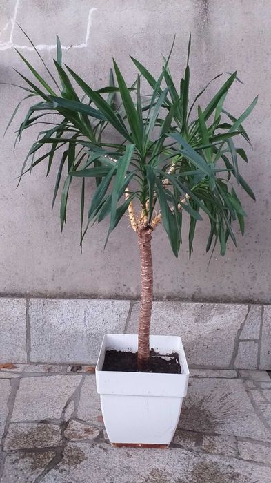 Yucca Pata de Elefante