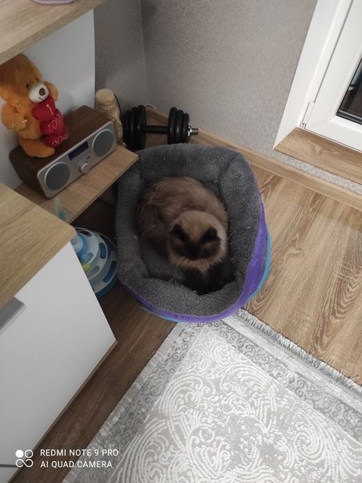 Перс гімалайський