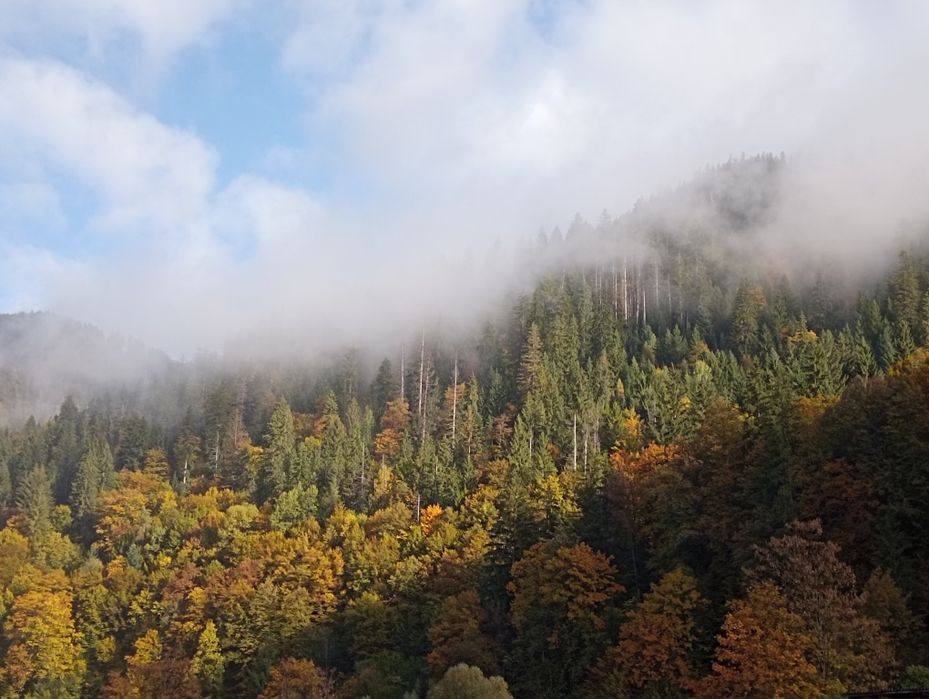 Оренда будинку в Карпатах