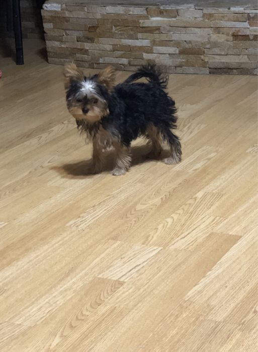 Продам мини Йорчиков