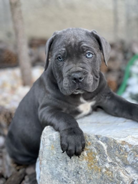 Cane corso Italiano-сірого окрасу