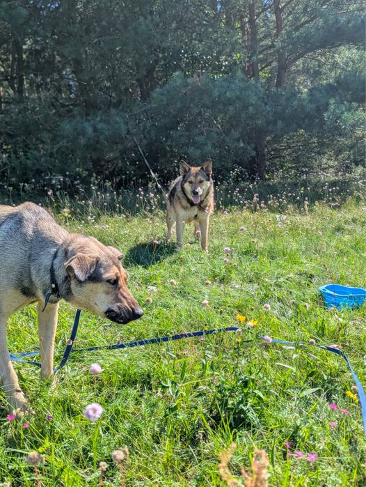 Energiczny psiak Gringo szuka domu