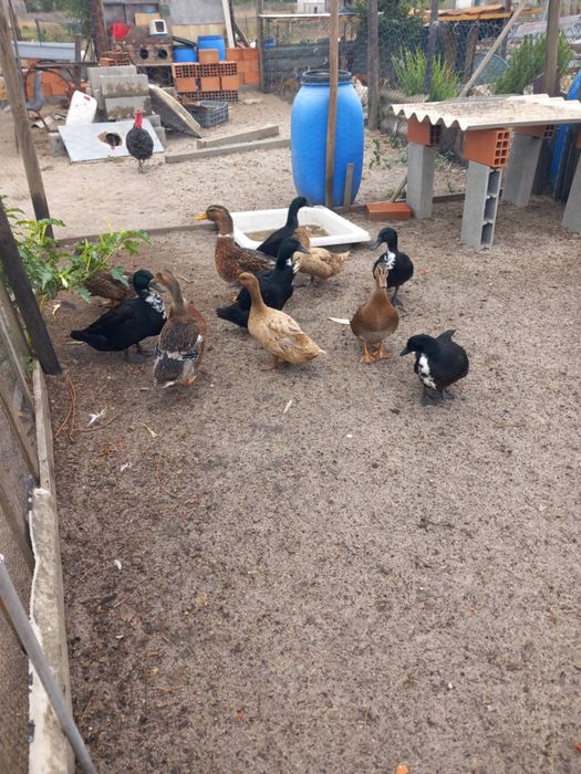 Patos kakis,e patas mudas