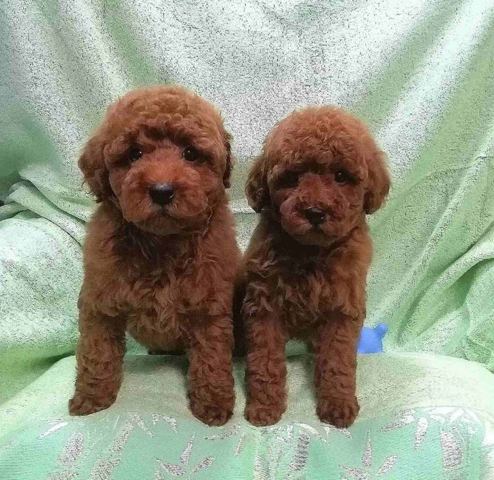 Хлопець і дівчина.той пудель ,