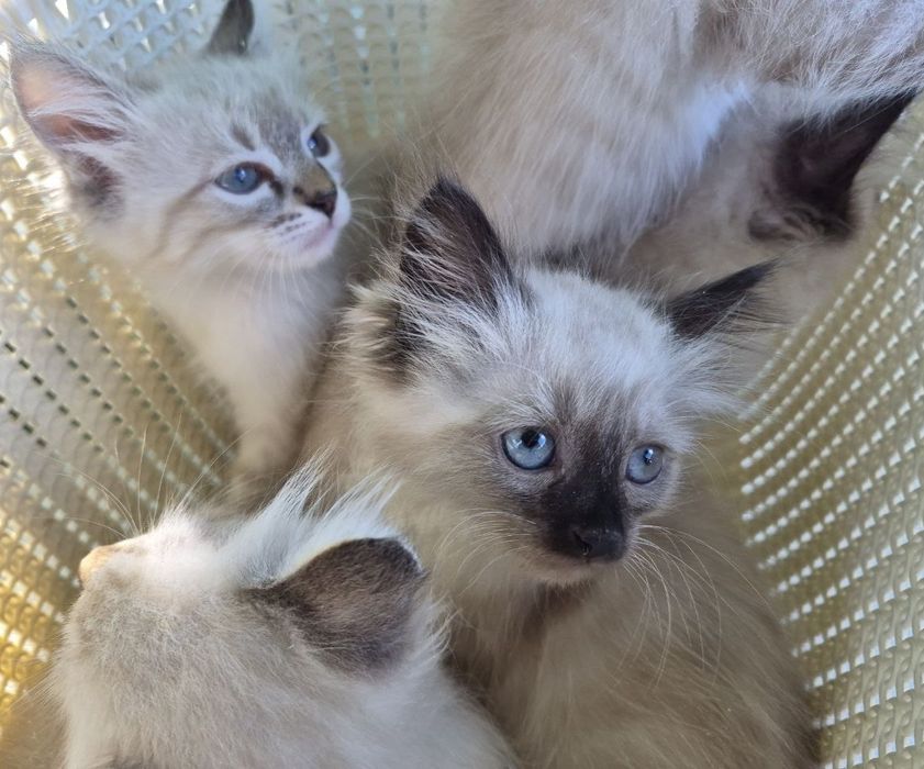 Котята Невские маскарадные