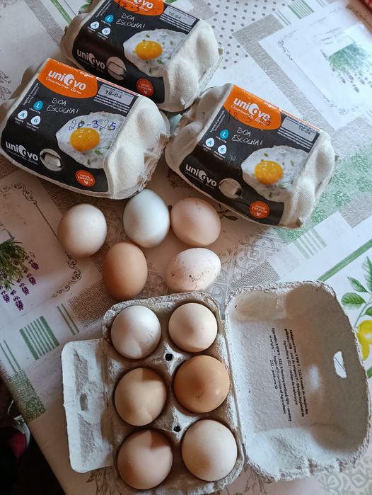Vendo ovos caseiros