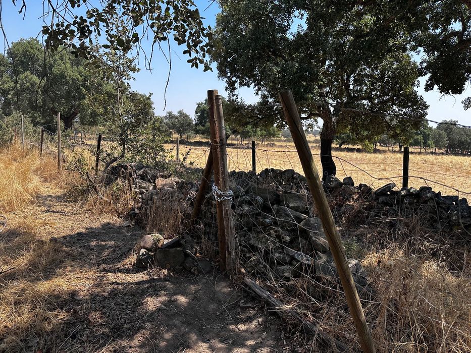 Terrenos Rústicos Zebreira com oliveiras e sobreiros