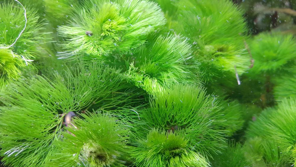CABOMBA AQUATICA - Cabomba Żółtokwiatowa