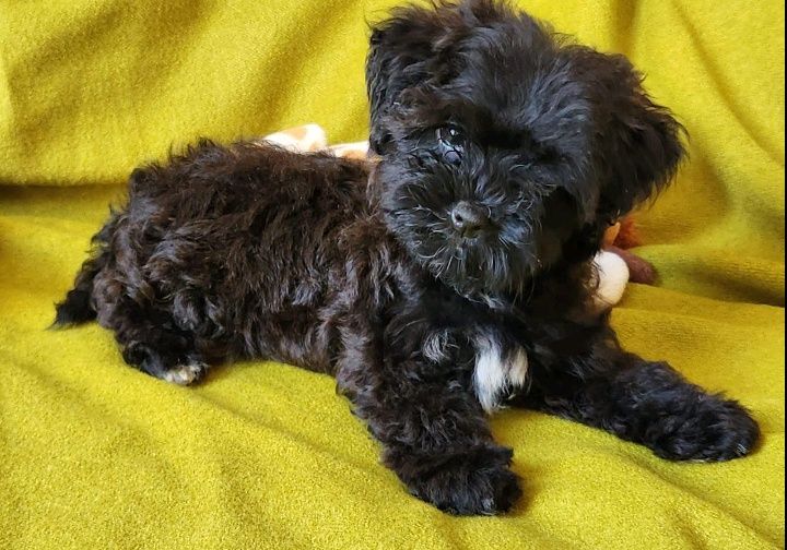 МальтипуСтильный малыш и малышка