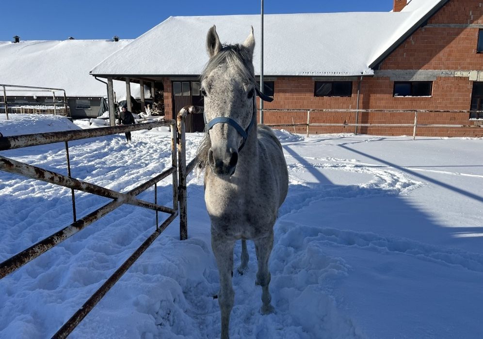 Ogier Czysta Krew Arabska