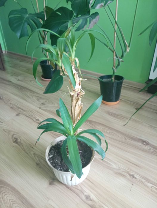 Rośliny zielone domowe