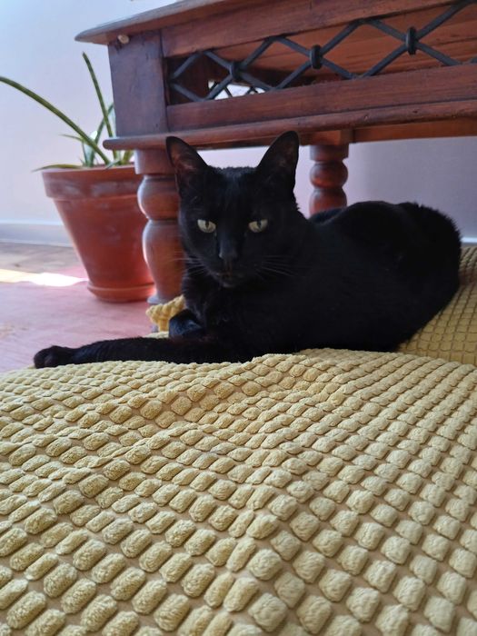 PET SITTING - Estadia Familiar regime Exclusividade - Oeiras