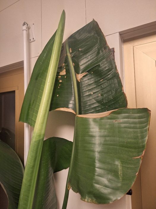 Strelitzia nicolai 2m