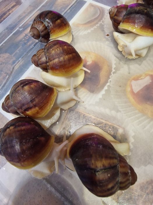 Равлики.  Архахатина Вентрікоза лелеуціст .