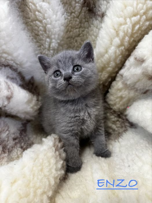 Kot brytyjski -British Shorthair ( krótkowłosy)