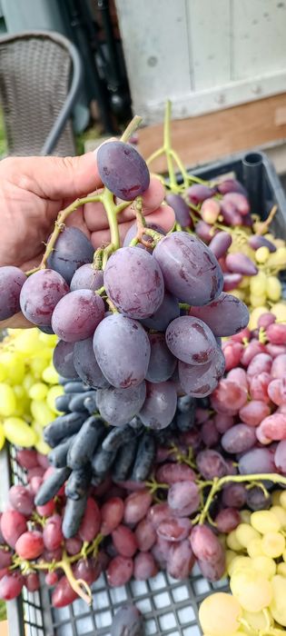 Sadzonki winorośli,winogron deserowych