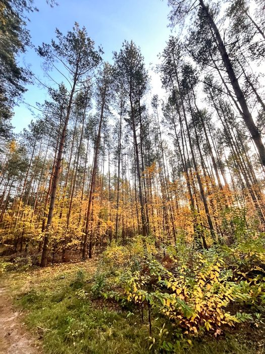 Sprzedam 45-letni LAS 4,5956ha