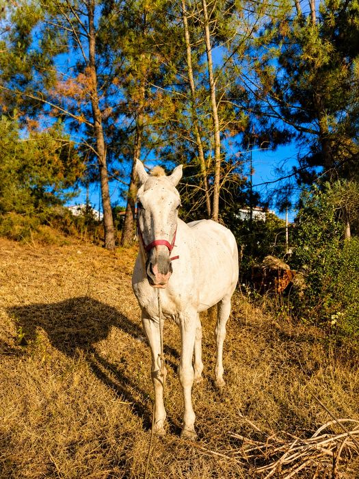 Vendo cavalo engatada e montado