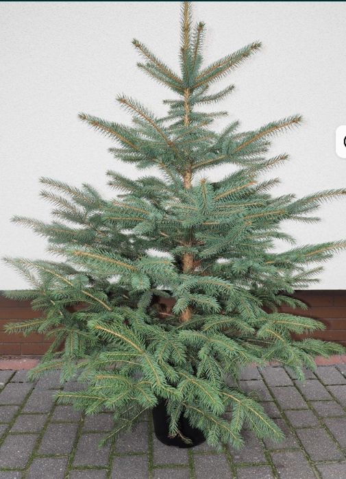 Choinka żywa choinki cięte i w doniczce świerk srebrny do 3m