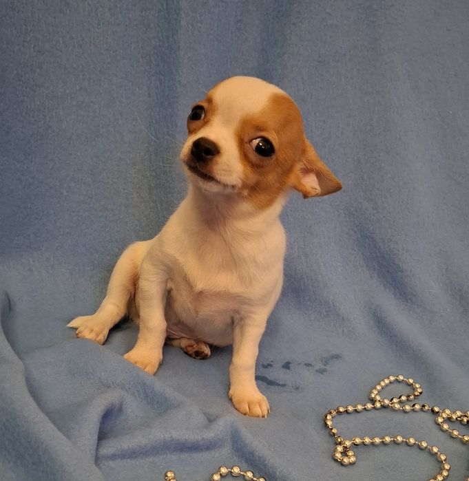 Śliczny piesek Chihuahua