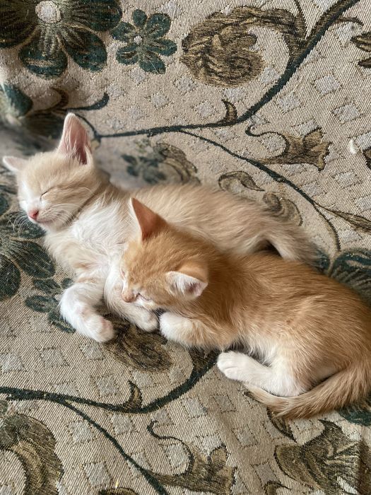 Котята безкоштовно