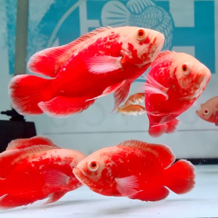 Oscar red chili (Astronotus ocellatus)