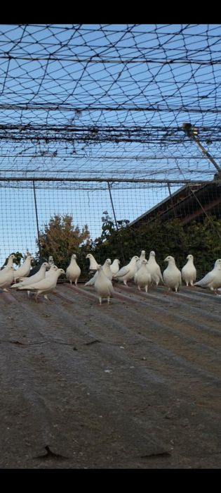 Sprzedam gołębie białe