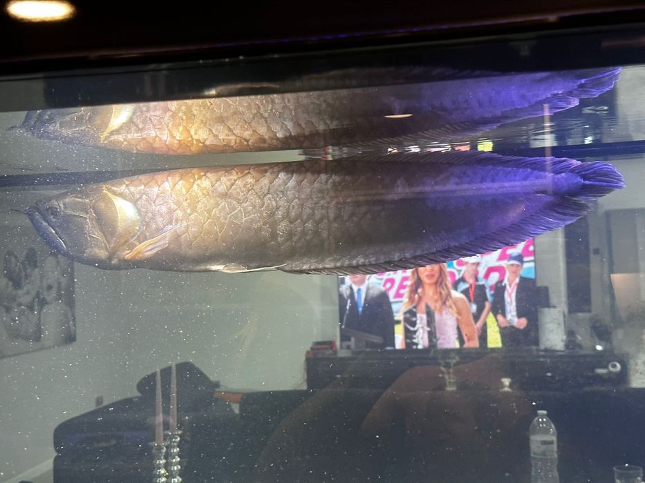 AROWANA  com cerca 60cm