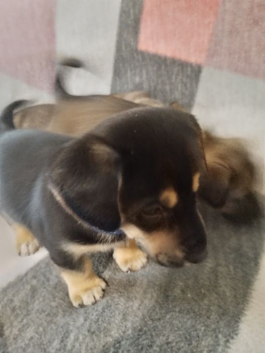 Ексклюзивні малечі метісіки.