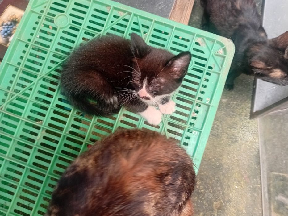 Dou gatinho bebe