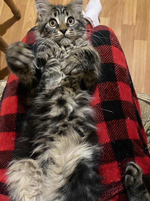 Мейн кун остання дівчика