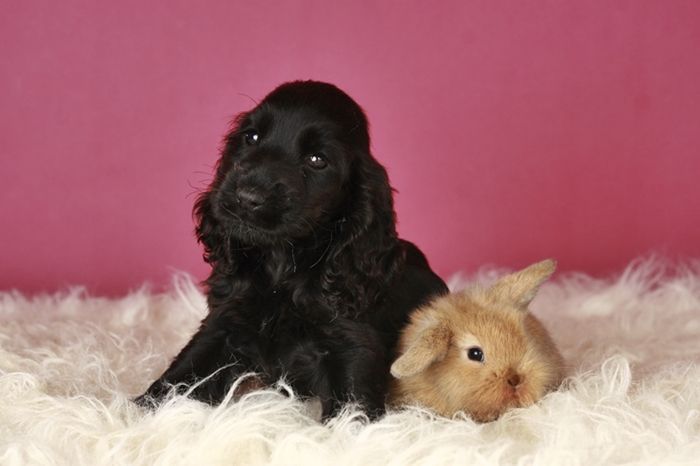 Чорні дівчатка кокер спаніеля – ніжність у кожному погляді
