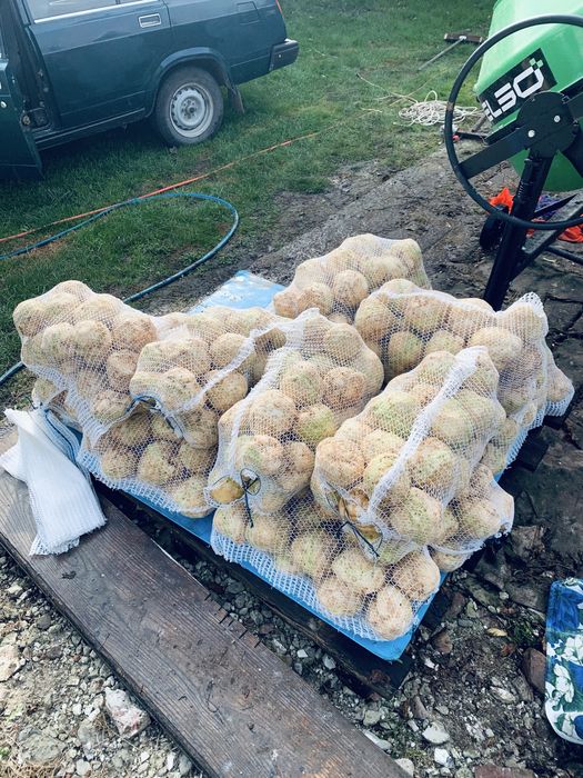 Корінь селери 39грн кілограм