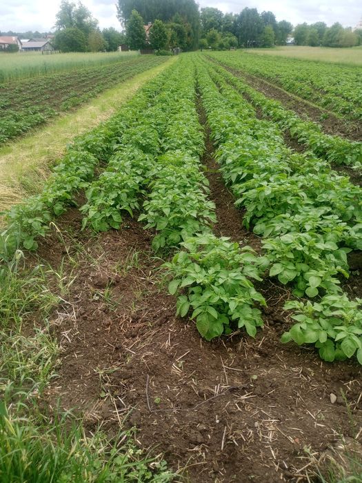 Ziemniaki Red sonia Królowa Anna