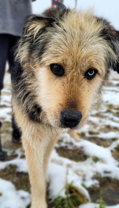 Spokojny Sopel szuka domku