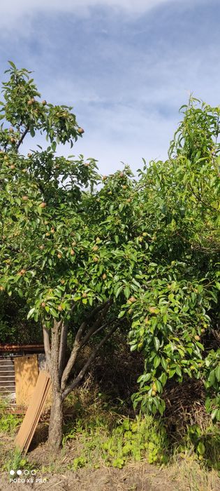 Продам участок 10 сотк "Соловьиная роща"