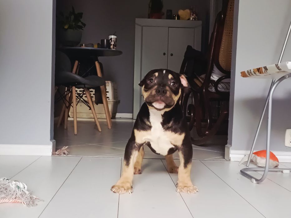 American Bully szczeniak