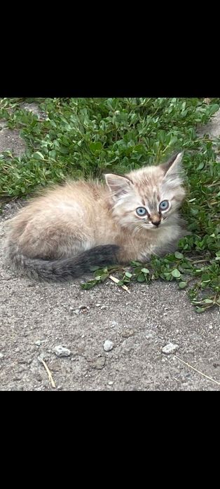 Котики в добрі руки