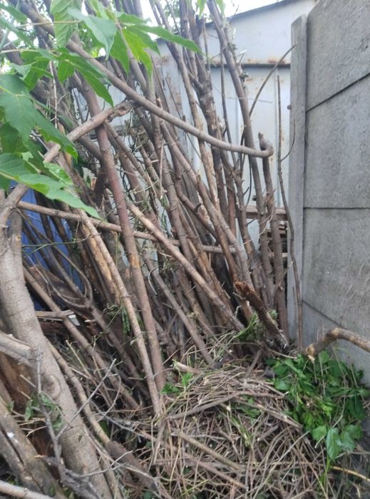 Отдам ветки дрова